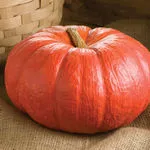 Cinderella Pumpkin, Johnny's Selected Seeds