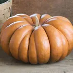 Musquee Provence Pumpkin, Johnny's Selected Seeds