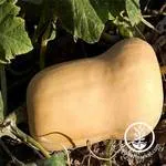 Waltham Butternut Winter Squash, True Leaf Market seeds