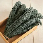 Toscano Black Magic Kale, Johnny's Selected Seeds