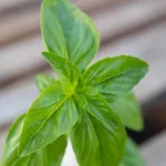Genovese Basil Herb
