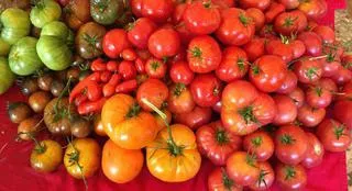 tomatoesGalore
