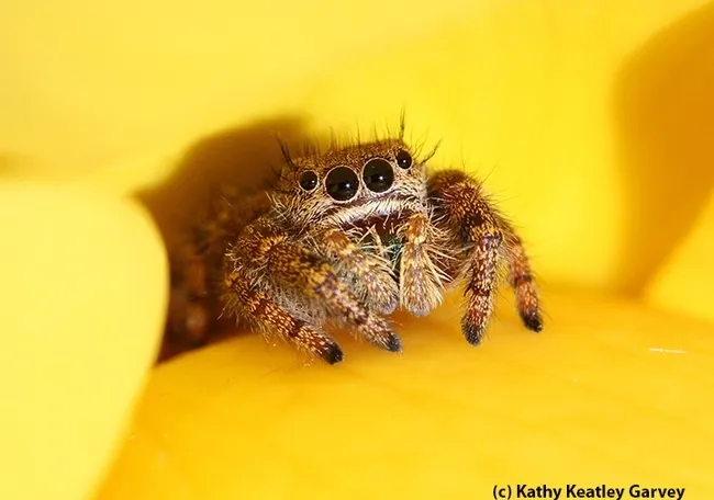 A jumping spider on a yellow rose peers at the photographer. (Photo by Kathy Keatley Garvey)