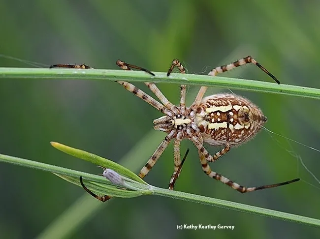 A banded garden spider (Argiope trifasciata) straddling lavender stems. (Photo by Kathy Keatley Garvey)