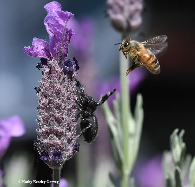 A bold jumping spider trying to grab a honey bee. The honey bee did not need saving. (Photo by Kathy Keatley Garvey)