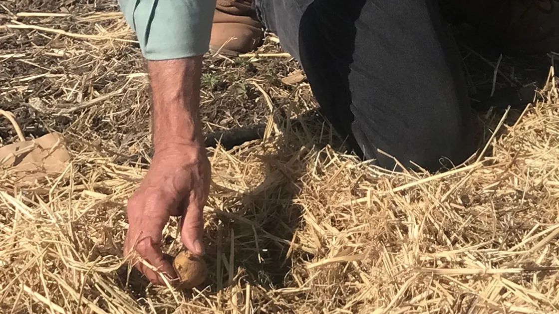 Seed potatoes_cropped