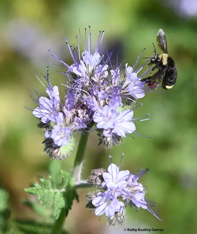 Buzzing and never missing a beat, this bumble bee is a study in movement. (Photo by Kathy Keatley Garvey)