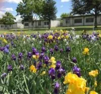 Madera iris garden