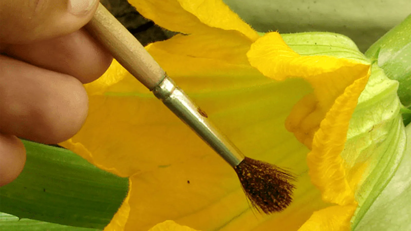 Hand pollination