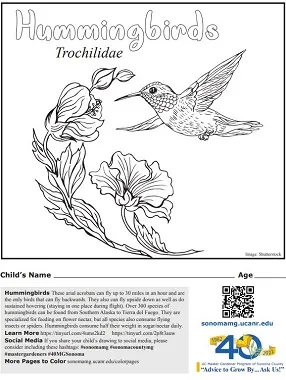 Hummingbird coloring page