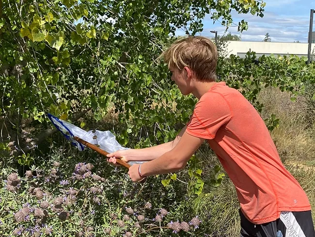 Elliot McReynolds, 13, of Davis, netting a bumble bee in the UC Davis Arboretum and Public Garden. (Photo by Cindy McReynolds)