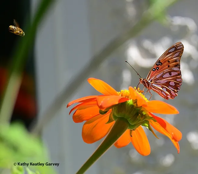 Coming in from a different direction, the male territorial longhorned bee targets the Gulf Fritillary occupying "his" flower, a Mexican sunflower. They're all "his" flowers. (Photo by Kathy Keatley Garvey)