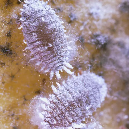 Citrus mealybugs. Credit: Jack Kelly Clark, UC IPM.