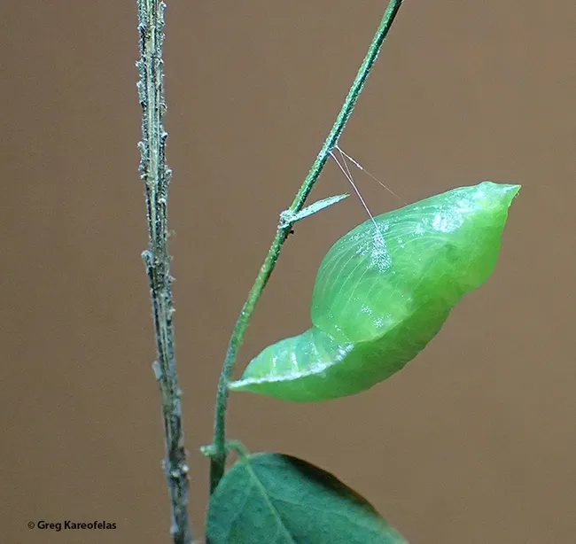 The chrysalis of the California dogface butterfly, Zerene eurydice. (Photo by Greg Kareofelas)