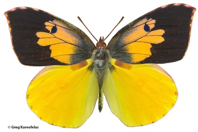 An adult male  California dogface butterfly, Zerene eurydice. (Photo by Greg Kareofelas)