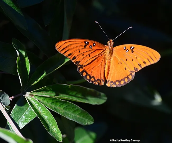 The adult Gulf Fritillary, Agraulis vanillae, is spectacular. (Photo by Kathy Keatley Garvey)