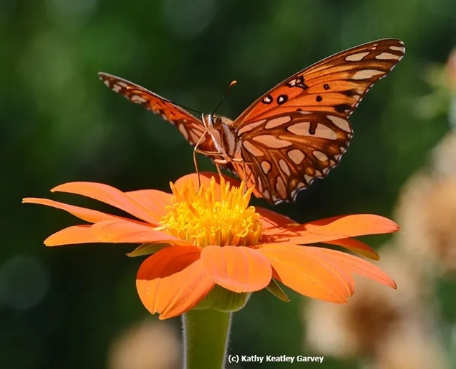 Its silver-spangled wings gleaming, a Gulf Fritillary touches down on a Mexican sunflower, Tithonia rotundifola. (Photo by Kathy Keatley Garvey)