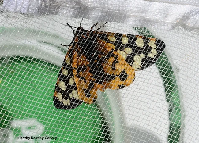 The wooly bear caterpillar becomes a tiger moth, Arctia virginalis. (Photo by Kathy Keatley Garvey)