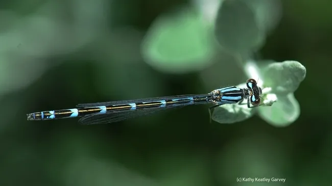 The common blue damselfly or Northern Bluet (Enallagma cyathigerum). (Photo by Kathy Keatley Garvey)