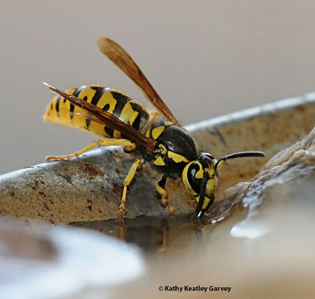 A yellowjacket drinking water on a hot day. Its black antennae distinguish it from the orange-tipped antennae of the European paper wasp. (Photo by Kathy Keatley Garvey)