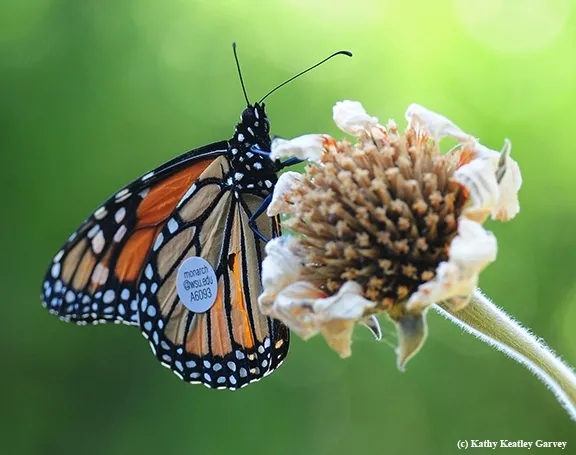 This monarch, tagged by one of David James' citizen scientists in Ashland, Ore., on Aug. 26, 2018, fluttered into a Vacaville pollinator garden on Sept. 5, 2016. "It flew 285 miles in 7 days or about 40.7 miles per day," James related. (Photo by Kathy Keatley Garvey)