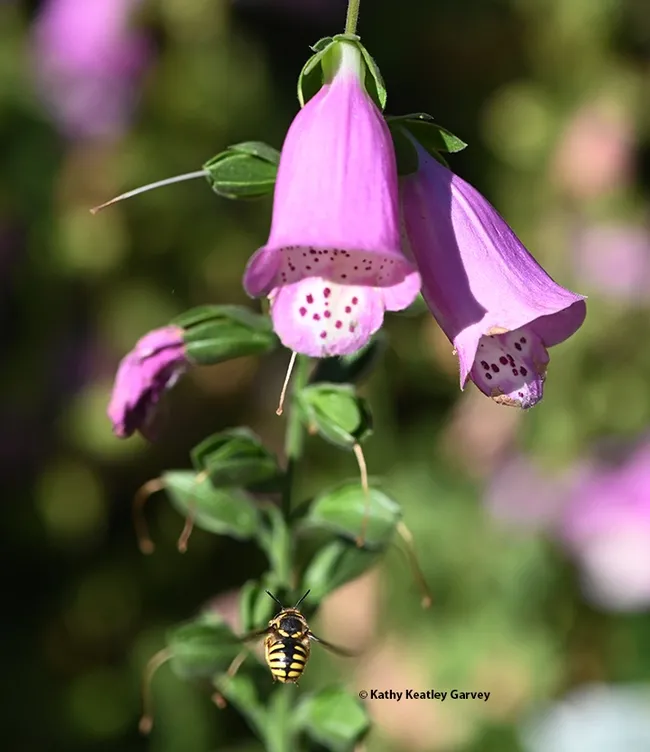 A European wool carder bee, a black and yellow streak, heads for a foxglove. (Photo by Kathy Keatley Garvey)