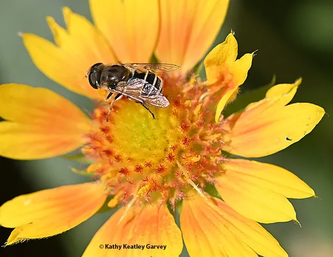 A syrphid fly foraging on a mellow yellow blanket flower, Gaillardia. (Photo by Kathy Keatley Garvey)