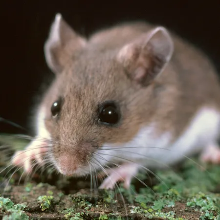 Deer mouse looking into the camera with brown and white fuzzy body and pink feet. Credit: Jack Kelly Clark, UC IPM.