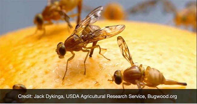 The Mexican fruit fly is a serious pest of grapefruit and mango.
