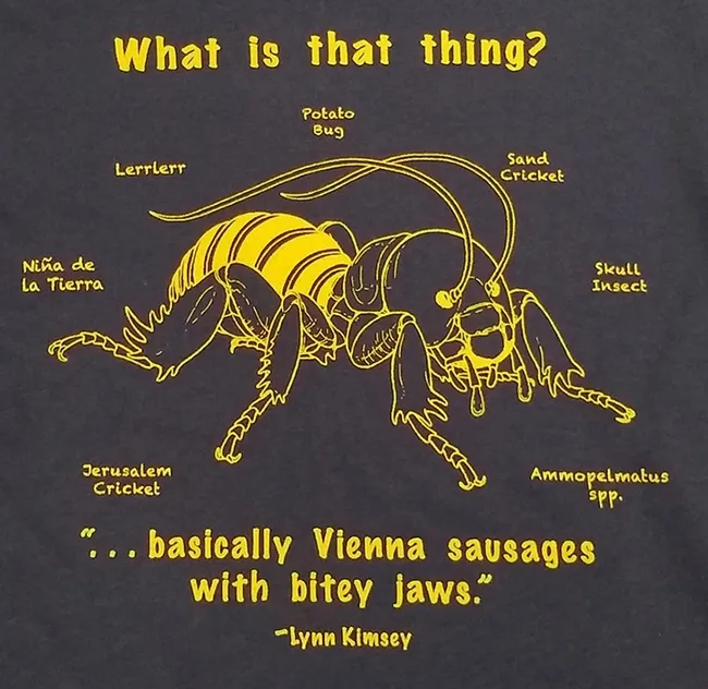 This illustration of a Jerusalem cricket, aka potato bug, by UC Davis student Allen Chew, adorns a Bohart Museum t-shirt. (Photo by Kathy Keatley Garvey)