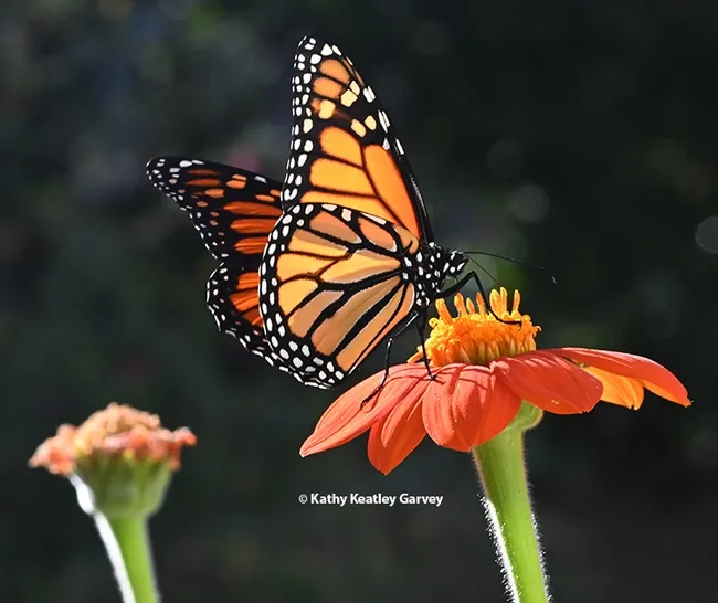 The nectar from the Tithonia is flight fuel for its journey an overwintering site along the California coast. (Photo by Kathy Keatley Garvey)