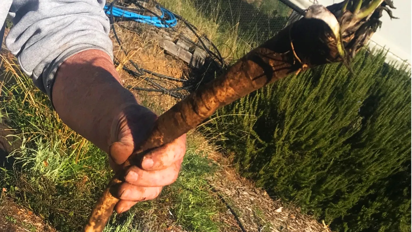 horseradish root
