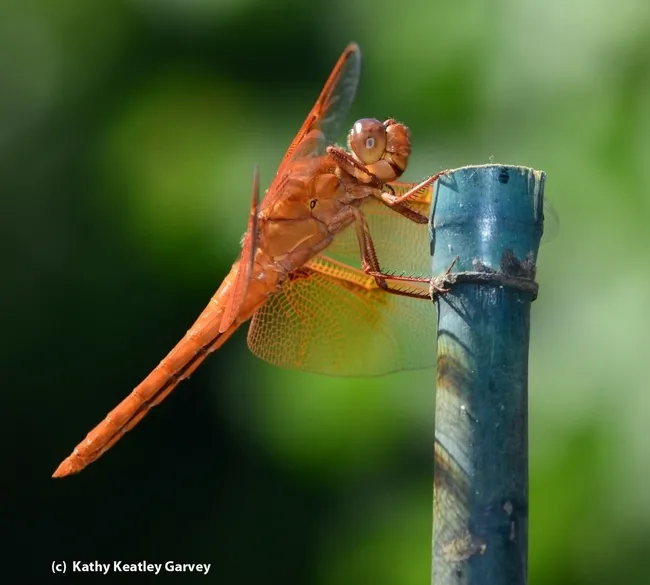 A flameskimmer perched on a garden stick in Vacaville. (Photo by Kathy Keatley Garvey)
