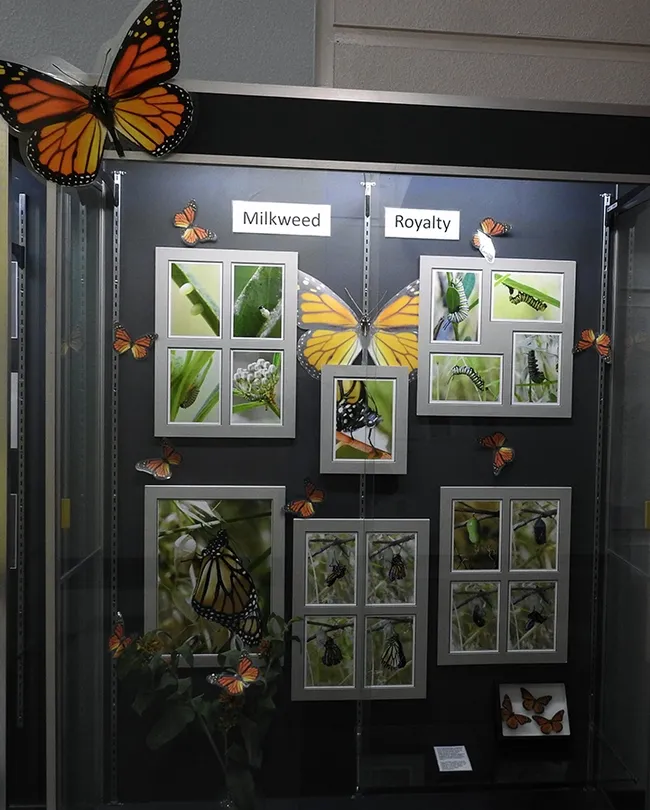 Larry Snyder's monarch photography display in the hallway opposite the entrance to the Bohart Museum of Entomology, Academic Surge Building.