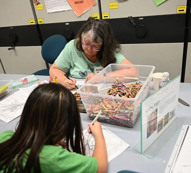 Bohart volunteer Barbara Heinsch of Davis coloring a dragonfly page. (Photo by Kathy Keatley Garvey)
