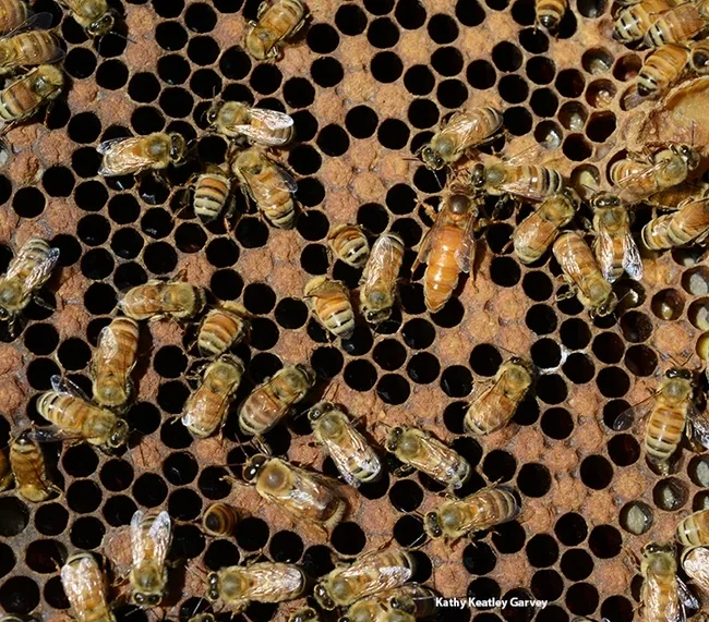 A queen bee and worker bees. On the 12th day of Christmas, my true love gave to me 12 deathwatch beetles drumming, 11 queen bees piping, 10 locusts leaping, 9 mayflies dancing, 8 ants a'milking aphids, 7 boatmen swimming, 6 lice a'laying, 5 golden bees, 4 calling cicadas, 3 French flies, 2 tortoise beetles and a psyllid in a pear tree. (Photo by Kathy Keatley Garvey)