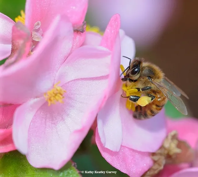 A honey bee "in the pink" is foraging on a begonia. (Photo by Kathy Keatley Garvey)