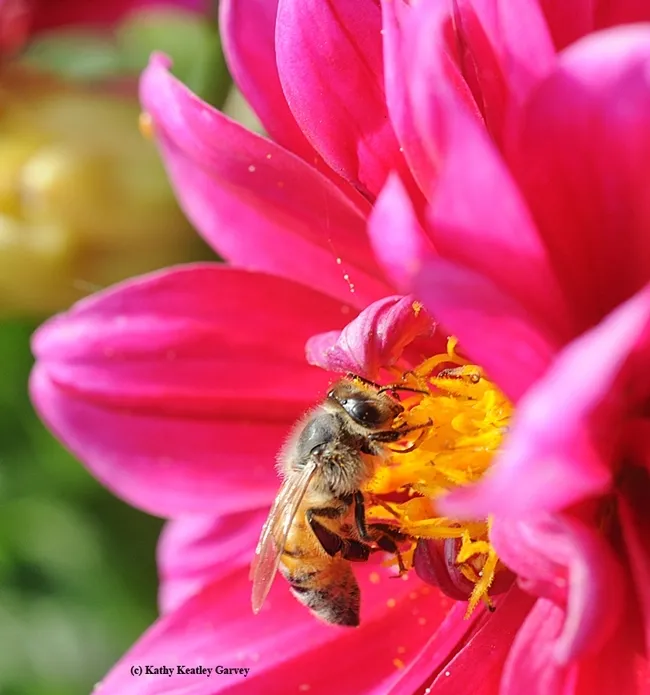 A honey bee foraging on a pink zinnia. (Photo by Kathy Keatley Garvey)