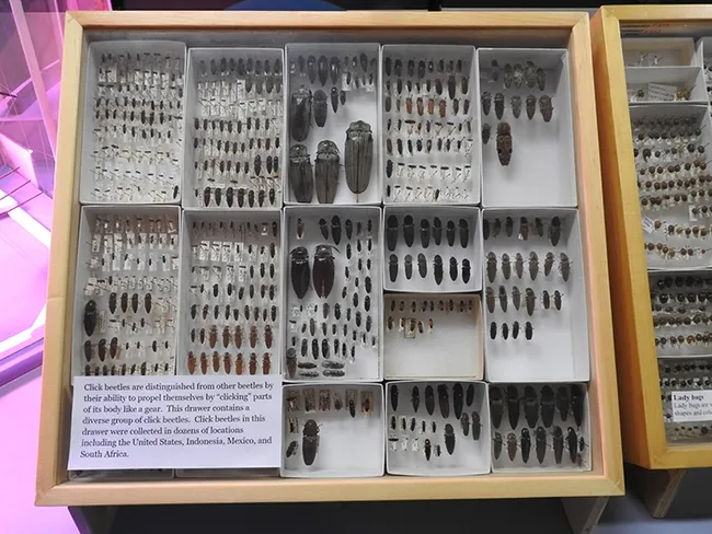 A click beetle display at the Bohart Museum of Entomology open house. (Photo by Kathy Keatley Garvey)