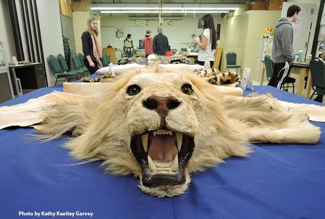 An exhibit in the Museum of Wildlife and Fish Biology. (Photo by Kathy Keatley Garvey)