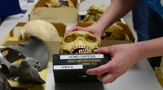 Part of an exhibit at the Paleontology Collection. (Photo by Kathy Keatley Garvey)