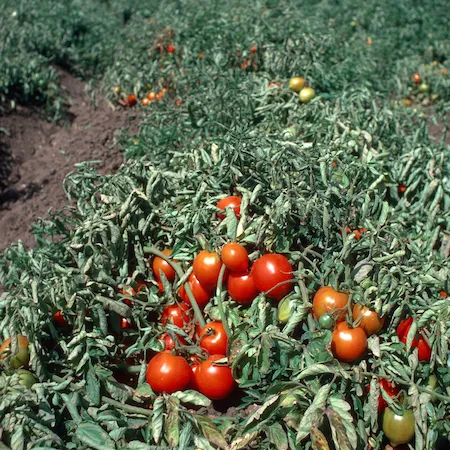 Several round, red tomatoes on a plant in field with many rows of tomato plants. White buildings are in the background and the sky is cloudy.