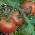 Tomato_Slicer_Momotaro_UCMG of CCC_sm