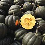 Sweet Reba Acorn Winter Squash