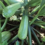 Mexicana Zucchini, Territorial Seed Company