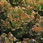 Ruby Sky Lettuce, Johnny's Selected Seeds