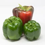 Pepper_Sweet_Sweet Bella_UCMG of CCC_sm96