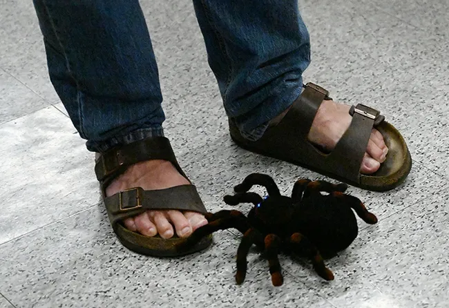 A 10-inch radio-controlled tarantula, guided by Lynn Kimsey, patrols the floor of the Bohart Museum. (Photo by Kathy Keatley Garvey)