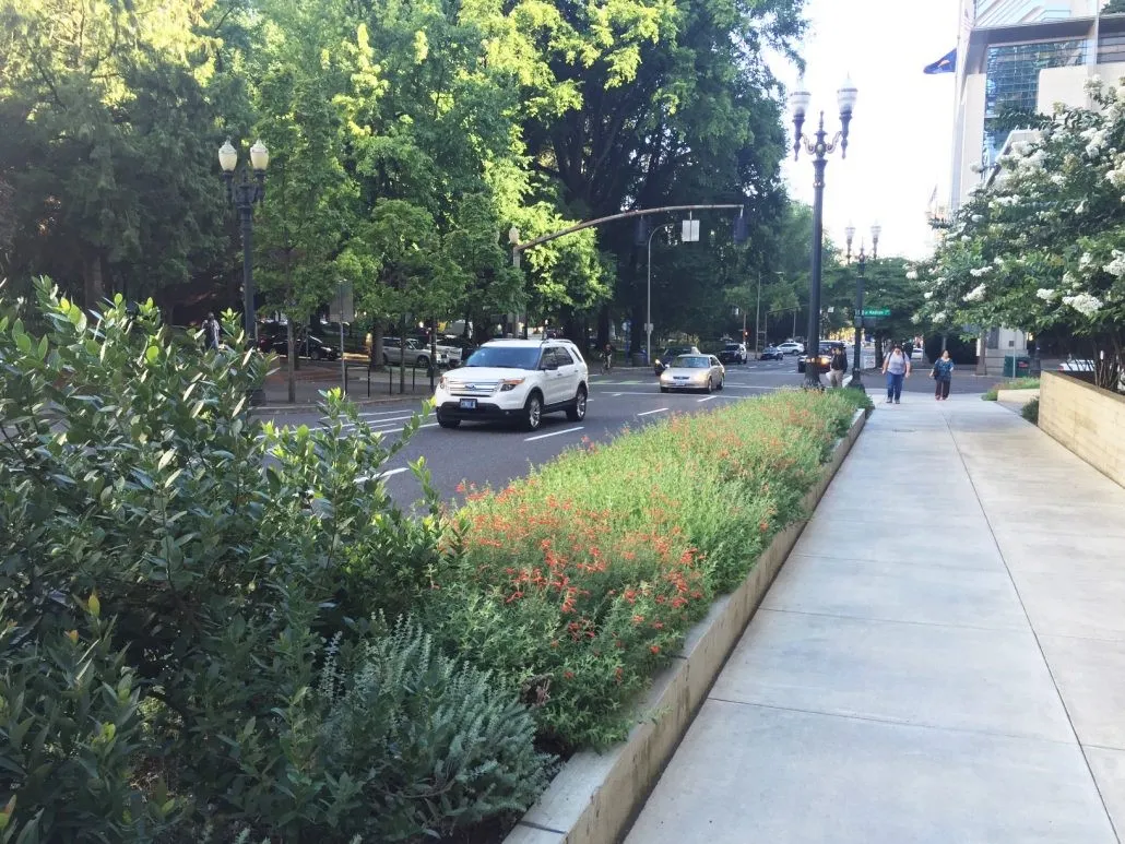 FuschiaPlantingStripPortland