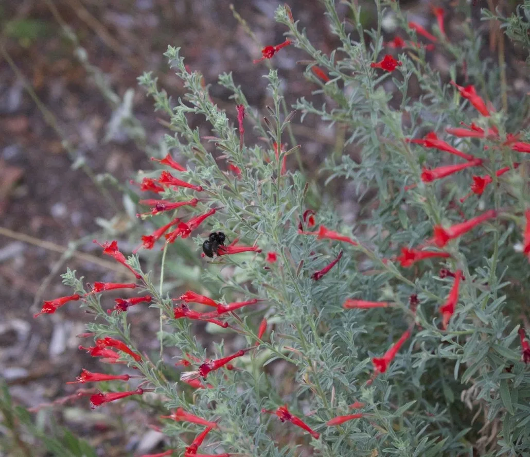 CarpenterBeeOnFuschia